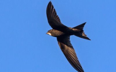 Countdown for influx of Swifts
