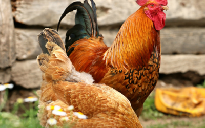 Charity open day for Katherine’s Farm Garden in Swinhay
