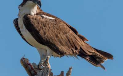 The Osprey ( Pandion haliaetus)