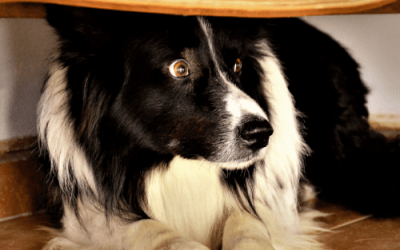 Vets urge owners to create safe spaces for pets ahead of Bonfire Night and Diwali