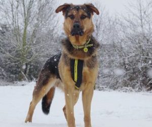 Dogs Trust’s guide to keeping dogs safe and warm in the chilly winter weather