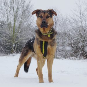 Dogs Trust’s guide to keeping dogs safe and warm in the chilly winter weather