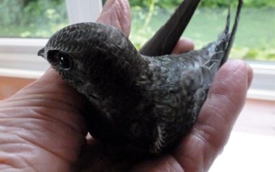 A bird in the hand