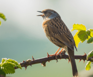 The Dunnock (Prunella modularis)