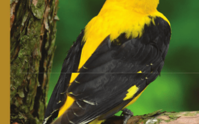 THE GOLDEN ORIOLE