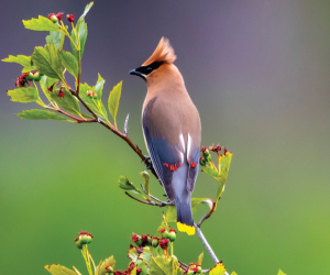 Nature Notes – October