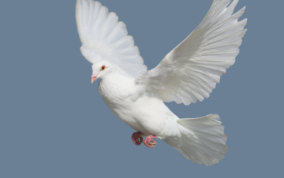 Pigeons and Doves