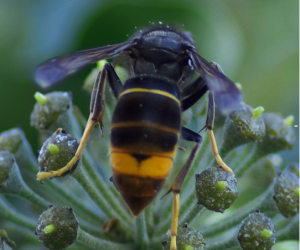 How to identify an Asian hornet and what to do if you spot one