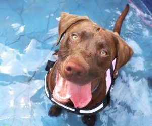 Twenty is Plenty  Dogs Trust issues warm weather guidance as summer temperatures rise