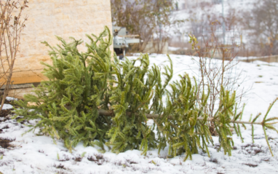 Book your Christmas tree for recycling and support Longfield Community Hospice