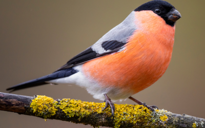 The Bullfinch  (Pyrrhula Pyrrhula)