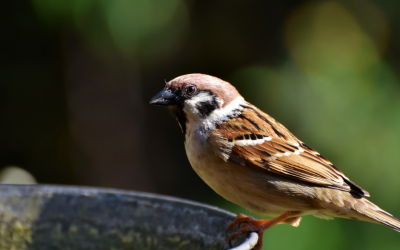 The decline of birds