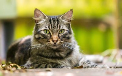 Search launched for the UK’s favourite cats in National Cat Awards