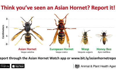 The Yellow-Legged Asian Hornet: why the concern?