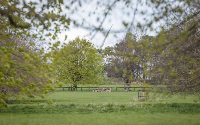 Welcome return of deer to South Gloucestershire historic parkland   