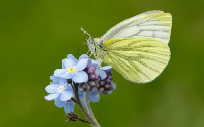 Your Chance to Lead the Way for Butterflies and Moths