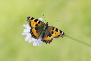 Small tortoiseshell butterfly