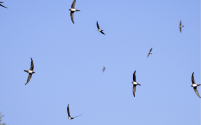 A SWIFT ENTRANCE – coming soon!