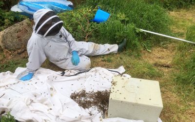 Charity ready to rescue honey bee swarms