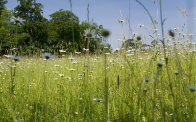 Take Part In No Mow May to boost biodiversity and support wildlife