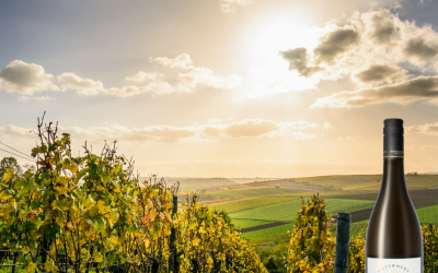 Woodchester Valley releases new Sauvignon Blanc Vintage