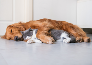 Sleeping dog and cat