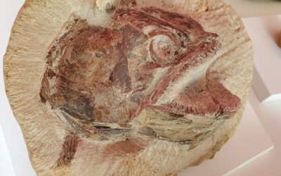 See the incredible King’s Stanley eye-popping fossil fish at the Museum in the Park