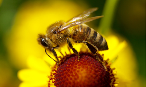 BBKA Response to Neonicotinoid Approval