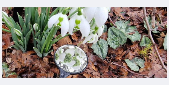 Museum in the Park reopens with its annual snowdrop celebration