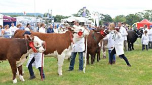 cows being judged at Berkeley Show