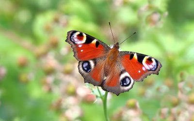 Glos butterflies need help – join the butterfly rescue mission 🦋