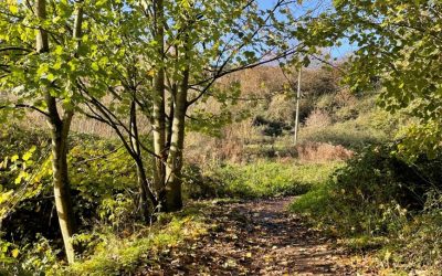 🌿 Brown’s Piece: A Victory for Wotton’s Heart and Heritage