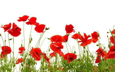 The History of the Remembrance Poppy