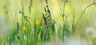HAY FEVER SEASON