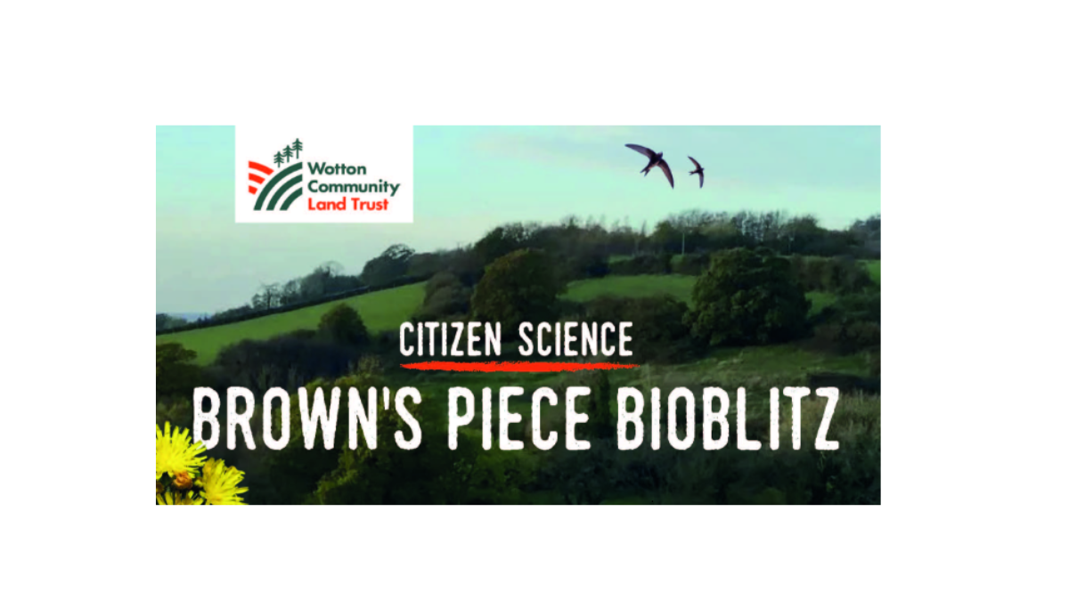 Brown's Piece Bioblitz plus Bat Walk