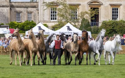 WIN 2 TICKETS TO THE 40TH FRAMPTON COUNTRY FAIR