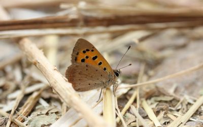 Gloucestershire spots 41,852 butterflies this summer